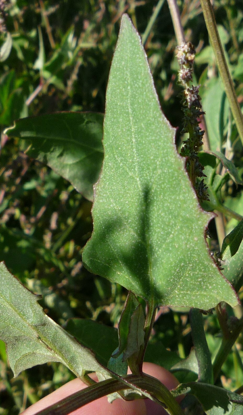 High Resolution Atriplex prostrata Leaf